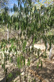 Strophanthus boivinii