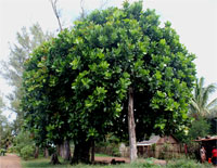 Terminalia catappa