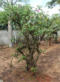 Uncarina stellulifera