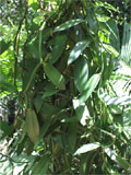 Vanilla planifolia