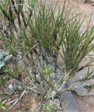 Xerophyta eglandulosa