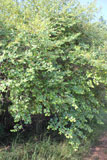 Ziziphus spec.