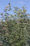 Acacia dealbata