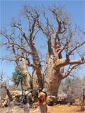 Adansonia za