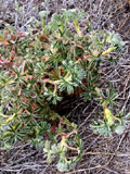 Alchemilla rutenbergii var. iratsyensis