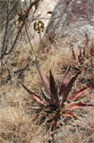 Aloe capitata