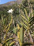 Angraecum sororium