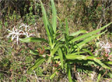 Crinum firmifolium