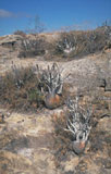 Pachypodium gracilius