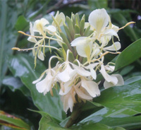 Hedychium coronarium 2