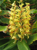 Hedychium gardnerianum 2