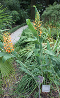 Hedychium tara 1