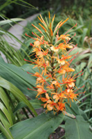 Hedychium tara 2