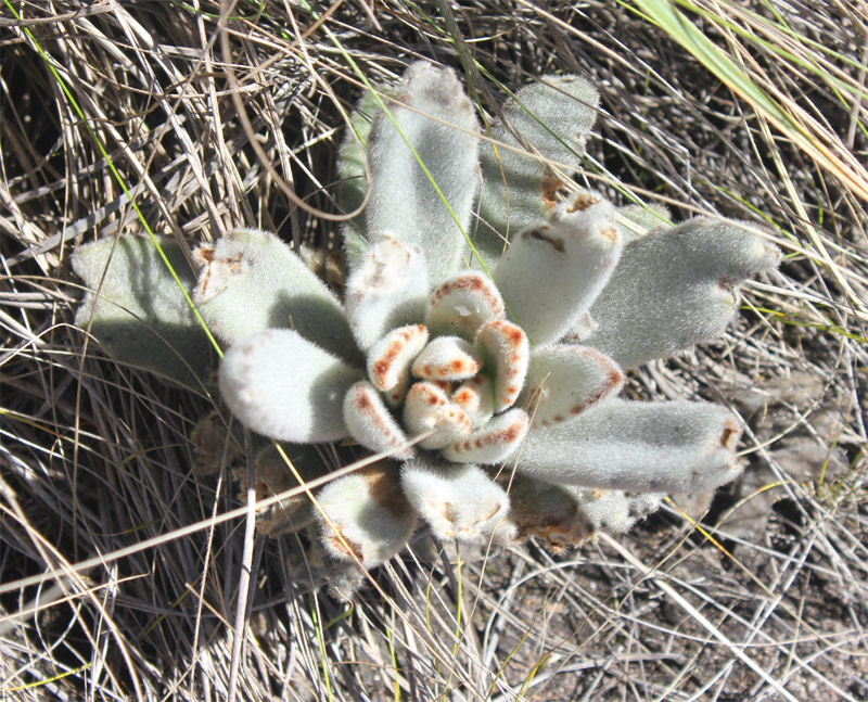 Picture 3 of Kalanchoe