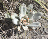 Kalanchoe tomentosa