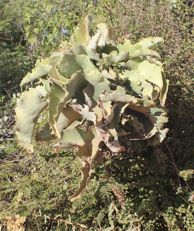 Picture 1 of Kalanchoe