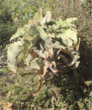 Kalanchoe beharensis, type 1