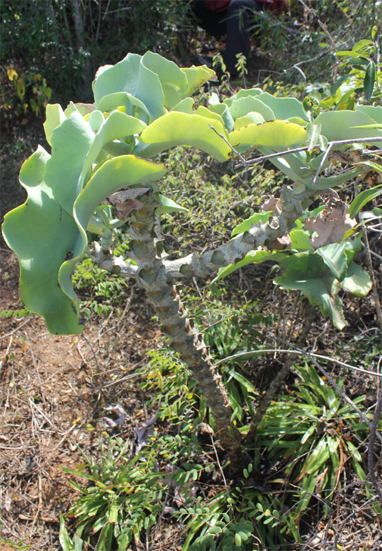 Picture 2 of Kalanchoe