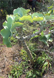 Kalanchoe beharensis, type 2