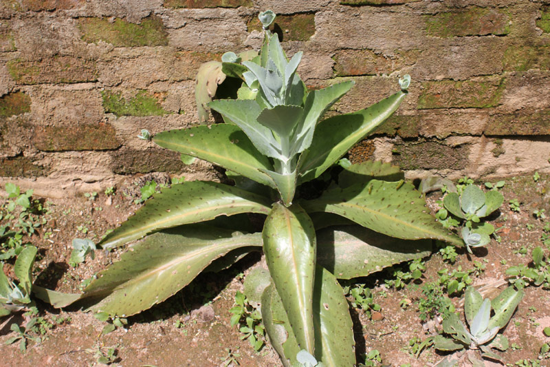 Picture 4 of Kalanchoe