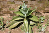 Kalanchoe daigremontiana, plant 1