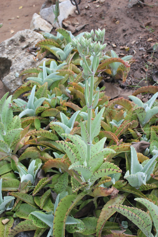 Picture 5 of Kalanchoe