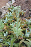 Kalanchoe daigremontiana, plant 2