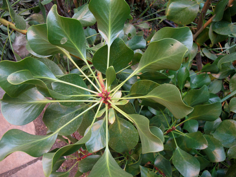 Bladeren van Protea cynaropides 1