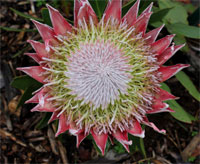 Bloem Protea cynaroidesm 2