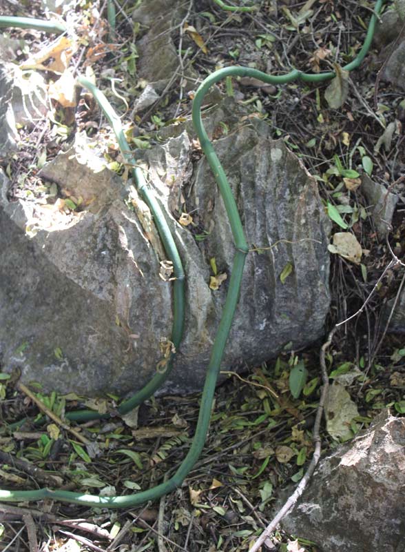 Vanilla madagascariesis in the Tsinbgy de Bemaraha (Madagascar)