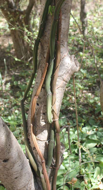 Vanilla madagascariensis in the Arboretum d'Antsokay