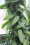 Vanilla planifolia in de botanische tuin van Geneve